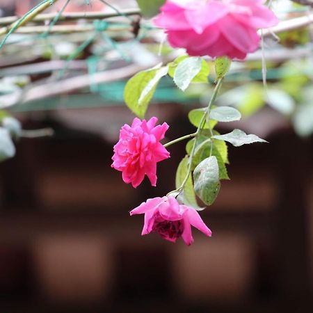 Chicken'S House- Duong Lam Homestay Hanoi Exterior photo