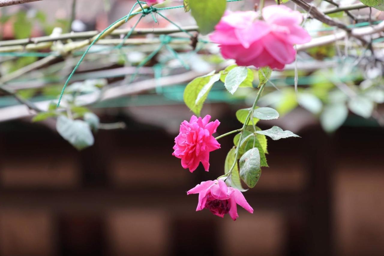 Chicken'S House- Duong Lam Homestay Hanoi Exterior photo